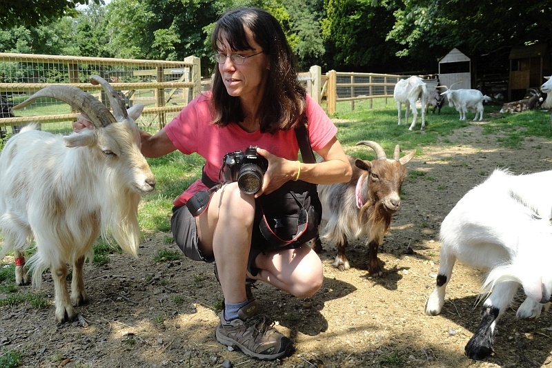 allowing-goats-to-approach
